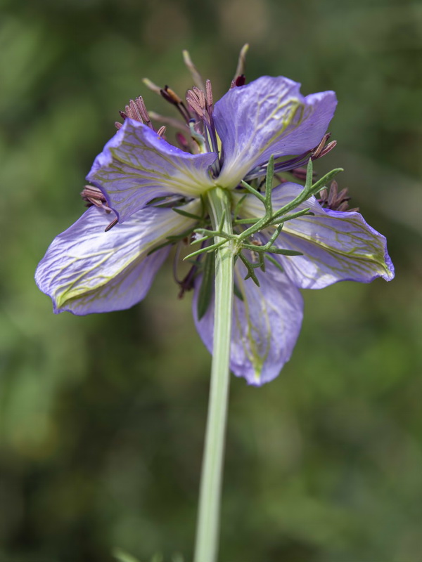 Nigella papillosa atlantica.17