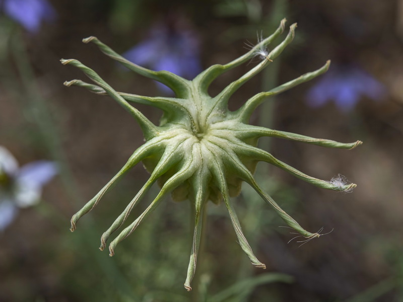 Nigella papillosa atlantica.18