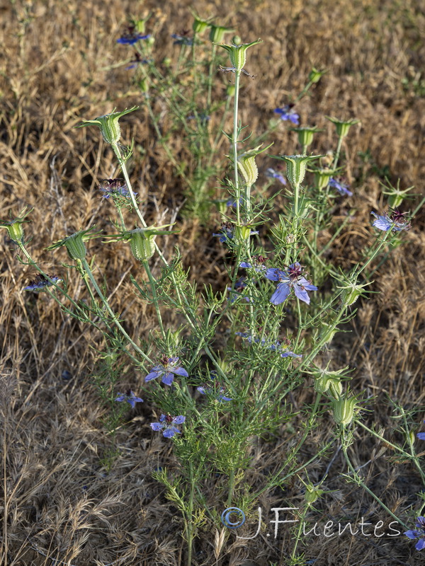 Nigella papillosa papillosa.01