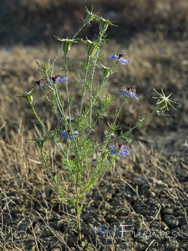 Nigella papillosa papillosa.03