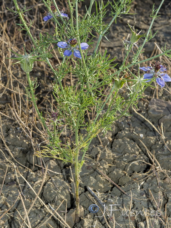 Nigella papillosa papillosa.04