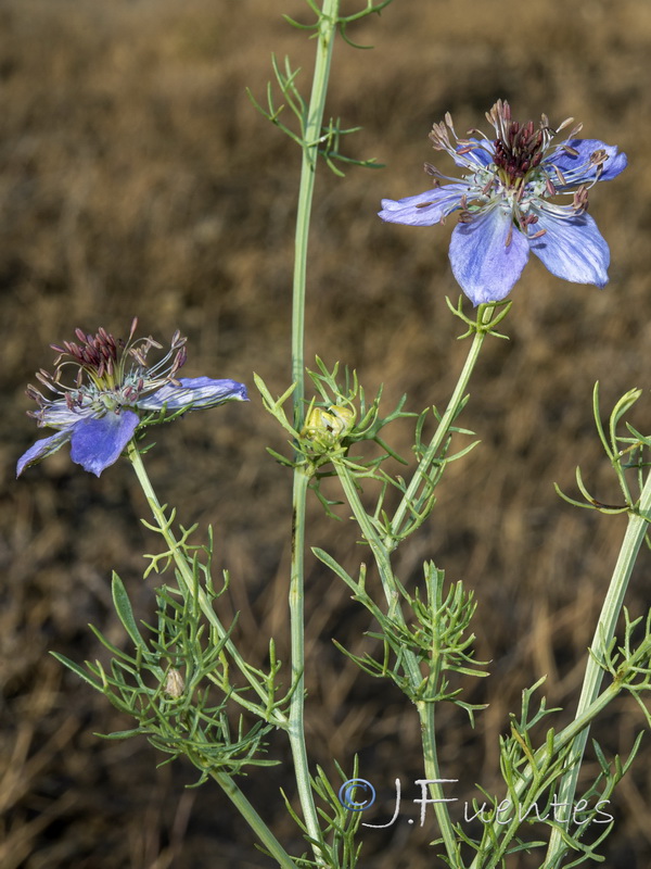 Nigella papillosa papillosa.05