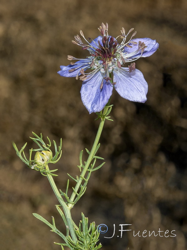Nigella papillosa papillosa.06
