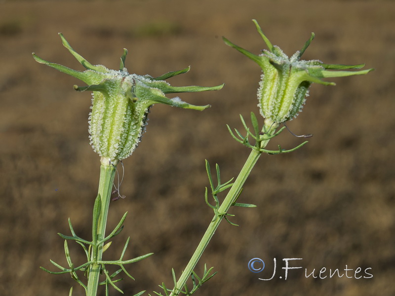Nigella papillosa papillosa.07