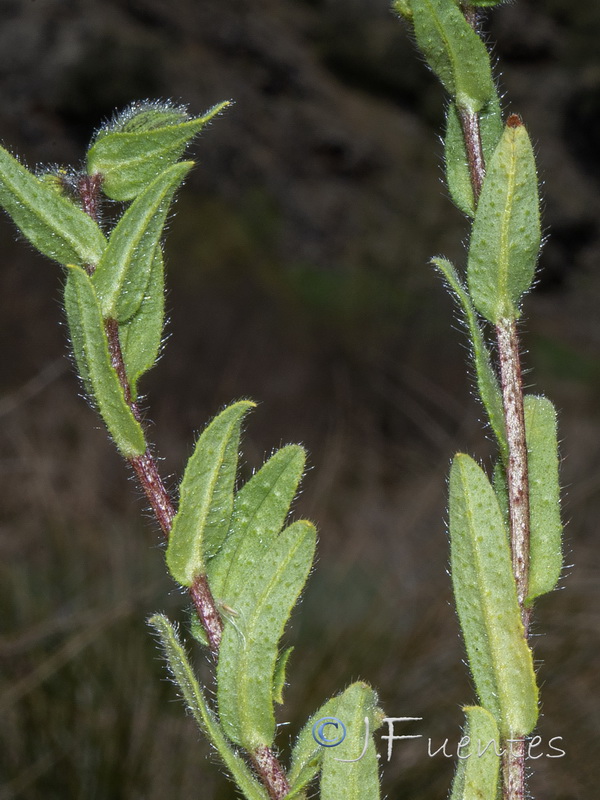 Nonea echioides.02