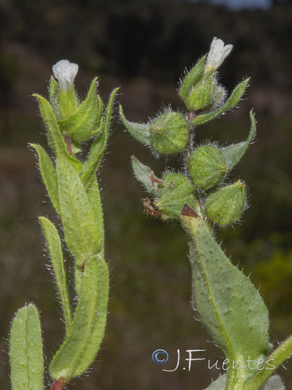 Nonea echioides.03