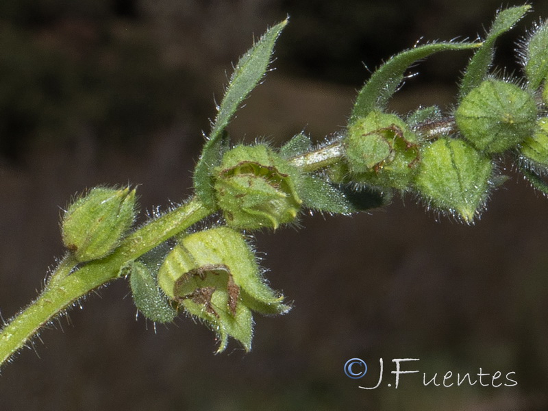 Nonea echioides.04