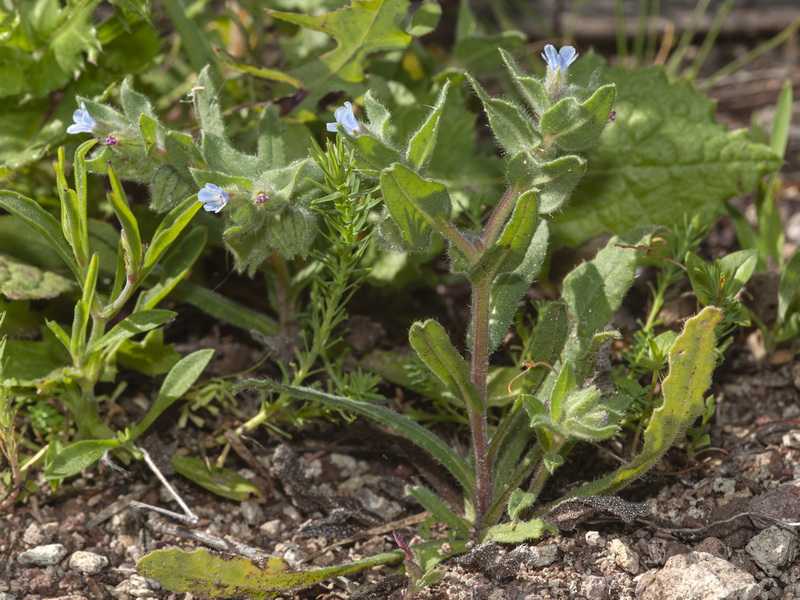 Nonea micrantha.01
