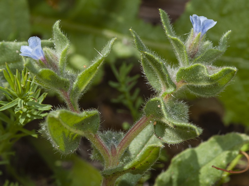 Nonea micrantha.02