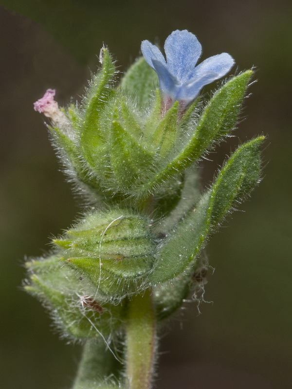 Nonea micrantha.07