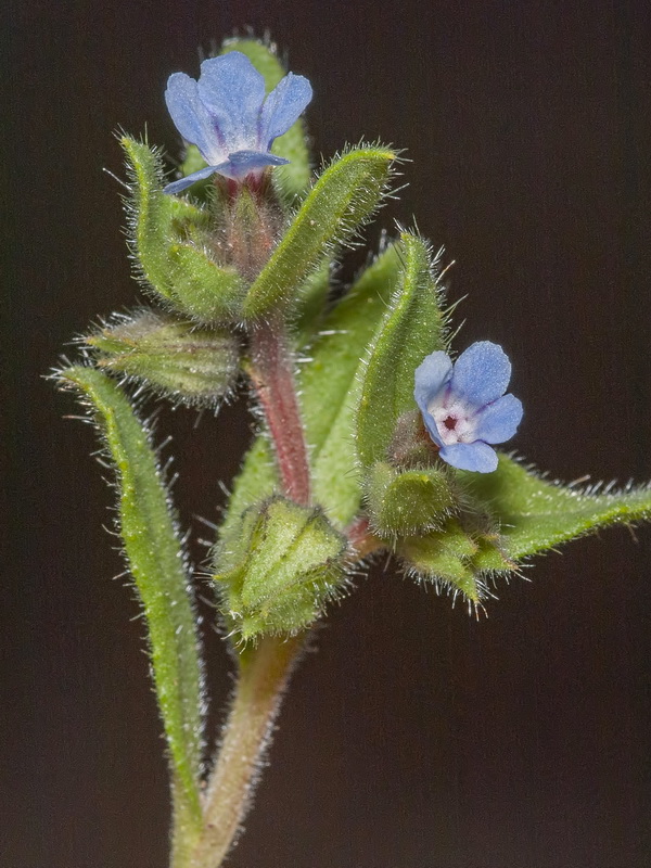 Nonea micrantha.09