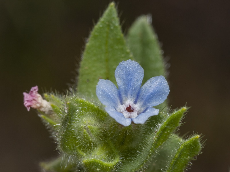 Nonea micrantha.11