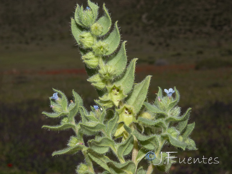 Nonea micrantha.16