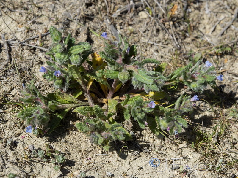 Nonea micrantha.04