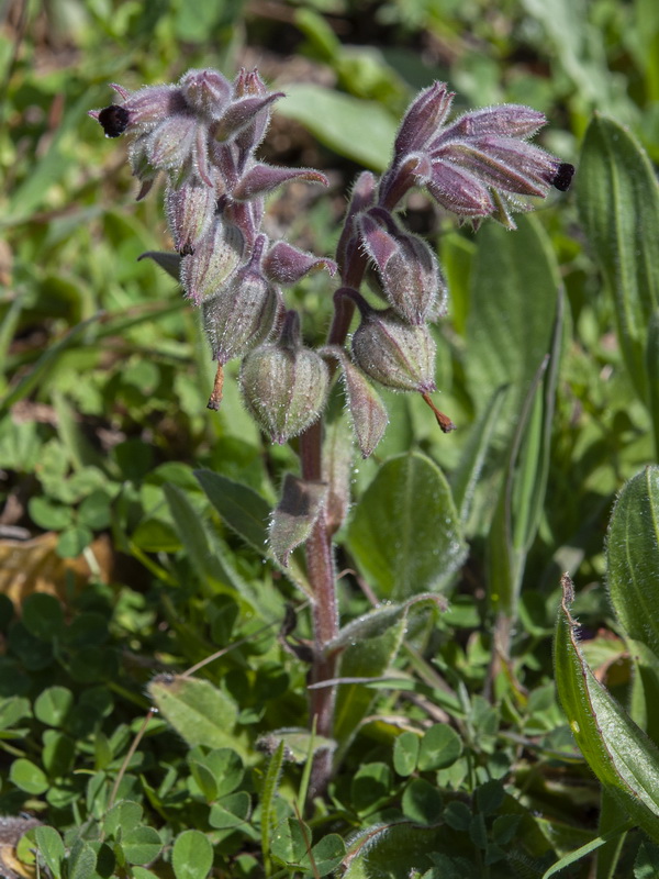 Nonea vesicaria.02