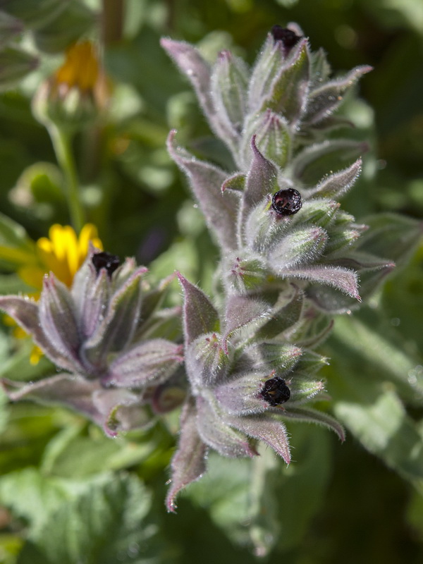 Nonea vesicaria.06