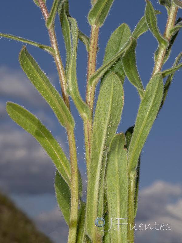 Nonea vesicaria.18