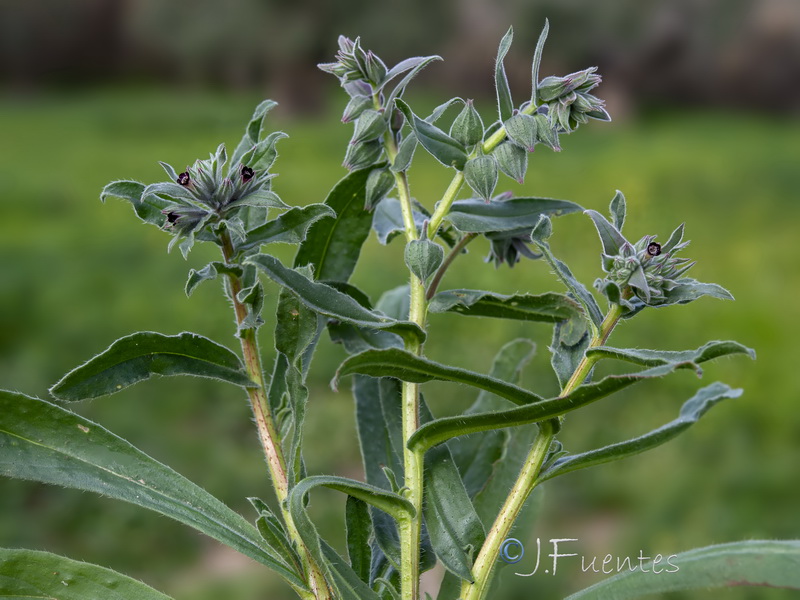 Nonea vesicaria.20