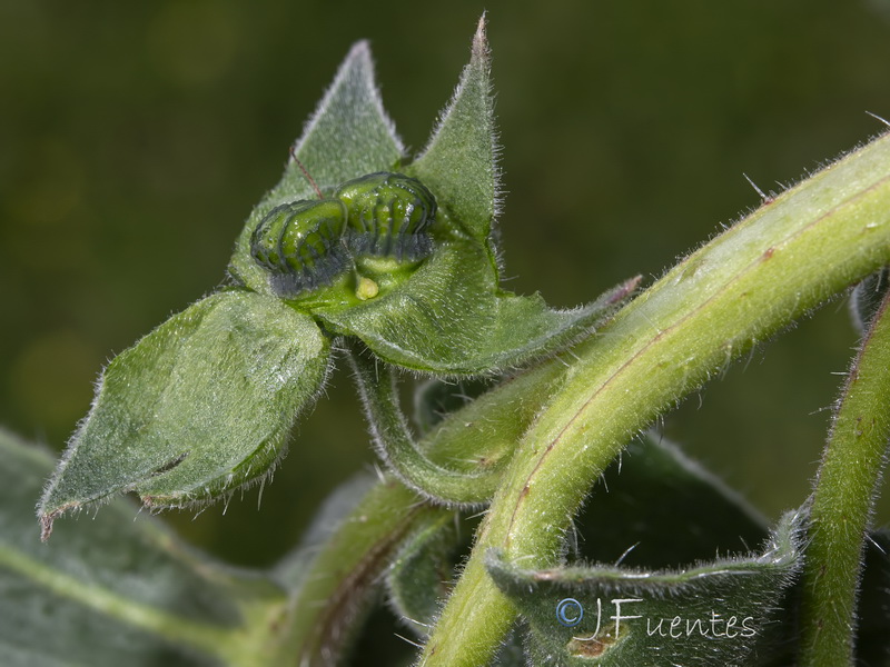 Nonea vesicaria.22
