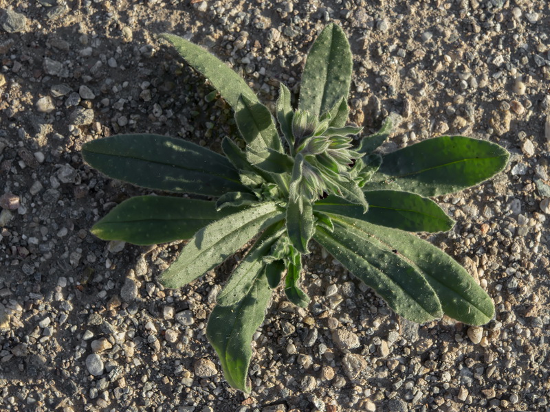 Nonea vesicaria.23
