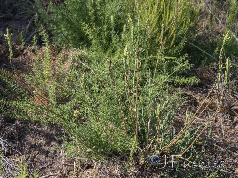 Nothobartsia asperrima.02