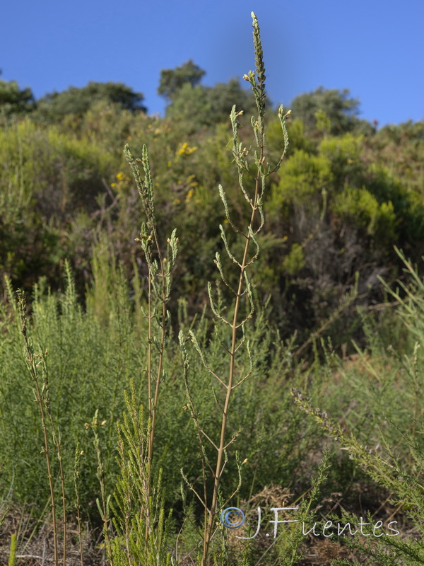 Nothobartsia asperrima.03