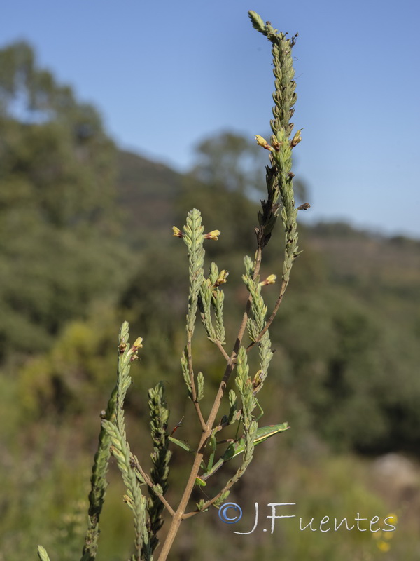 Nothobartsia asperrima.04