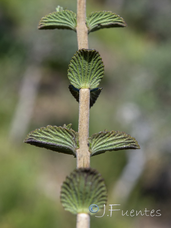 Nothobartsia asperrima.07