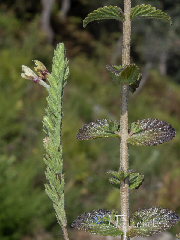 Nothobartsia asperrima.11