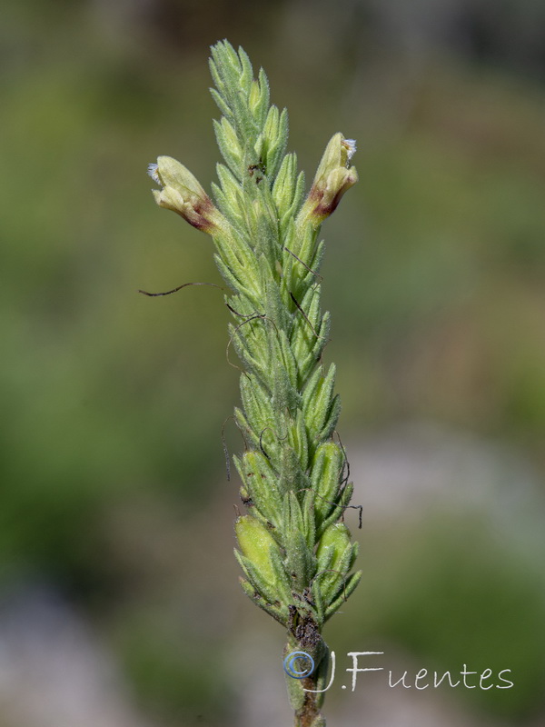 Nothobartsia asperrima.12