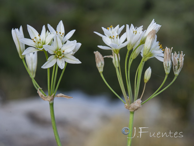 Nothoscordum gracile.01