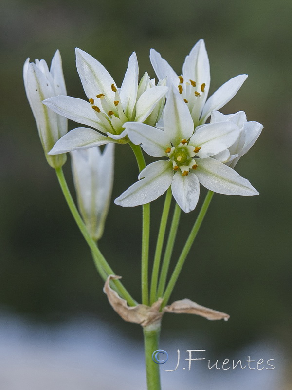 Nothoscordum gracile.02