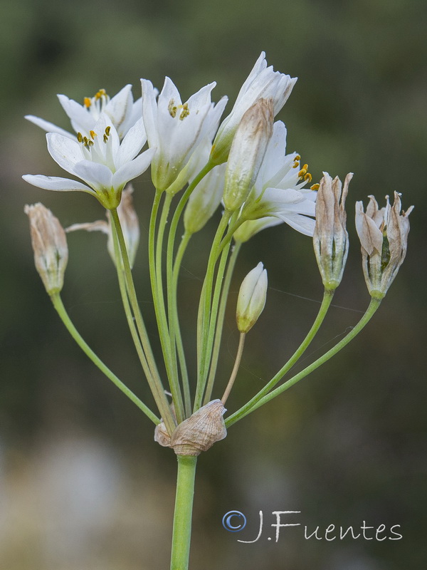 Nothoscordum gracile.03