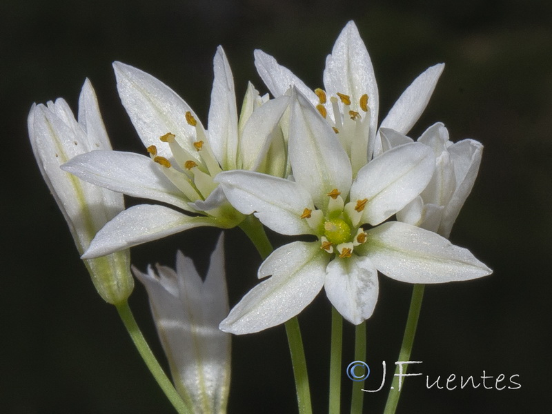 Nothoscordum gracile.04