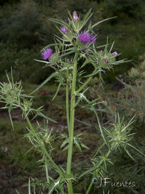 Notobasis syriaca.09