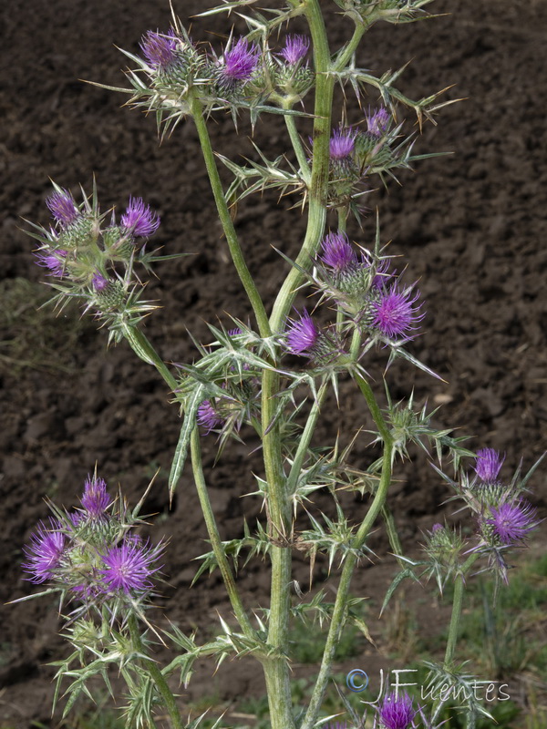 Notobasis syriaca.03