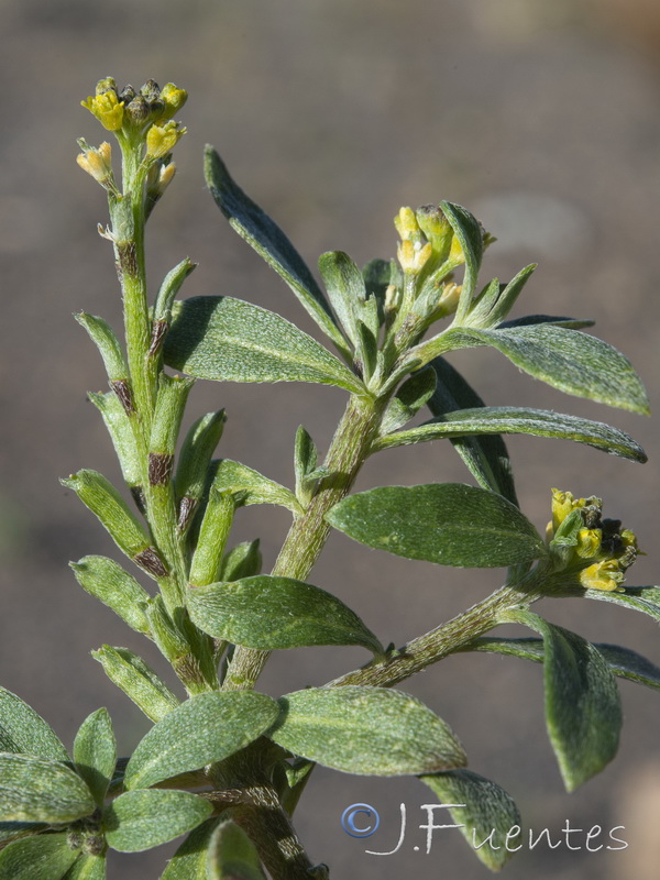 Notoceras bicorne.25