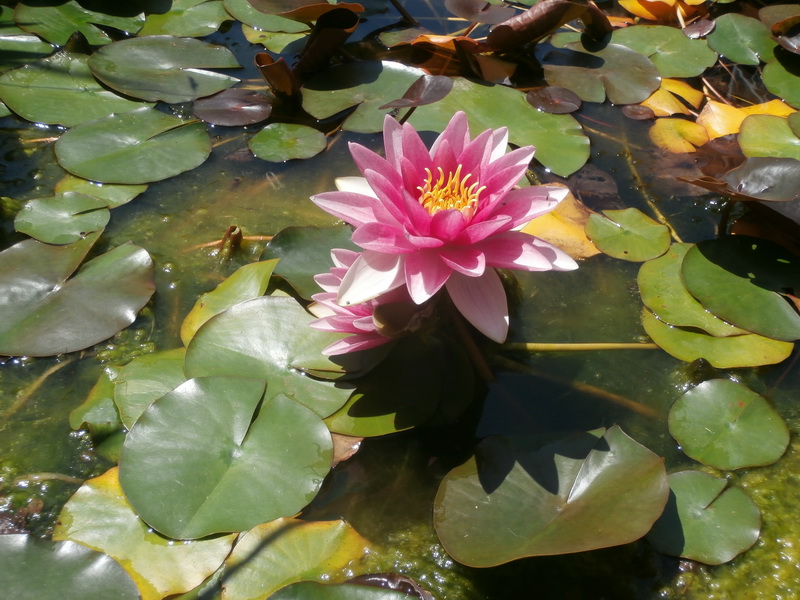 Nymphaea alba.01