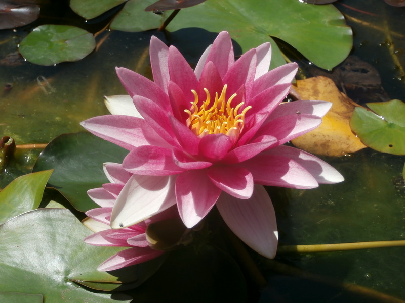 Nymphaea alba.03