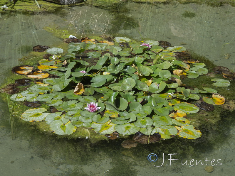 Nymphaea alba.04