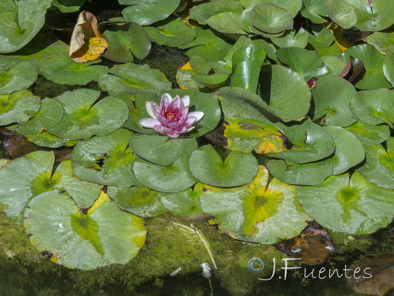 Nymphaea alba.05