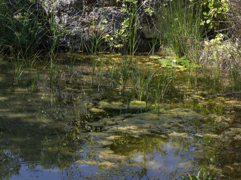 Nymphaea alba.06