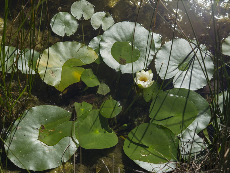 Nymphaea alba.07