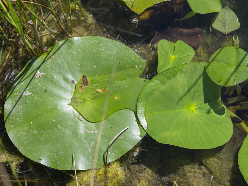 Nymphaea alba.08