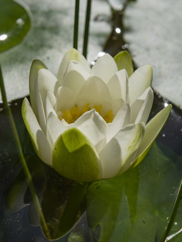 Nymphaea alba.12