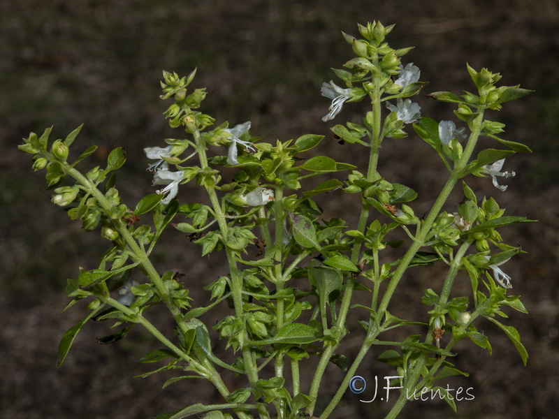 Ocimum basilicum.01