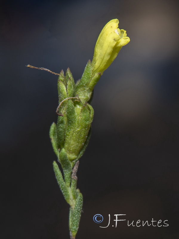 Odontitella virgata.04