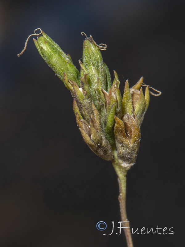 Odontitella virgata.05