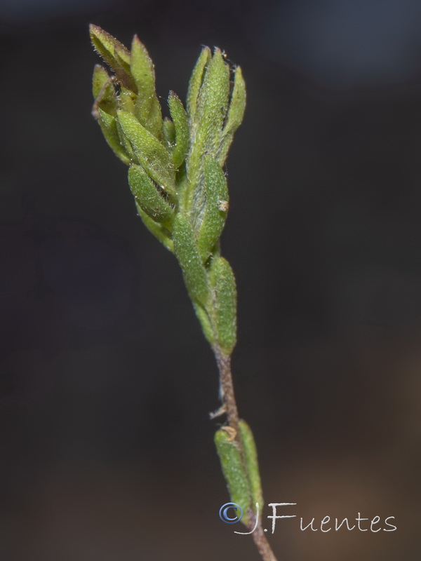 Odontitella virgata.06