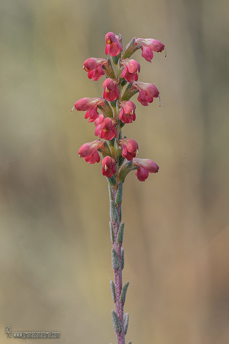 Odontites bolligeri